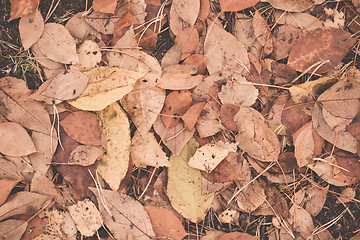 Image showing Autumn leaves