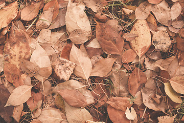 Image showing Autumn leaves