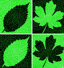 Image showing Leafy