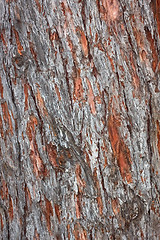 Image showing Old pine tree bark