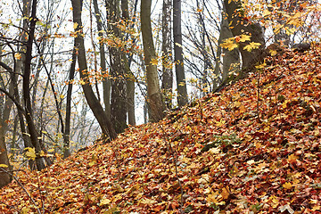 Image showing Steep slope in the autumn forest