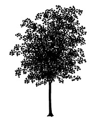 Image showing Maple