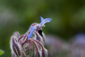 Image showing blue borago