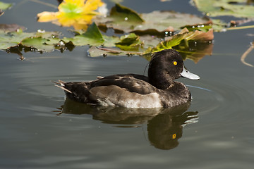 Image showing tufted duck