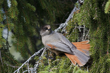 Image showing siberian jay