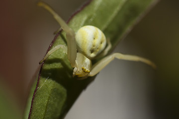 Image showing white crab spider