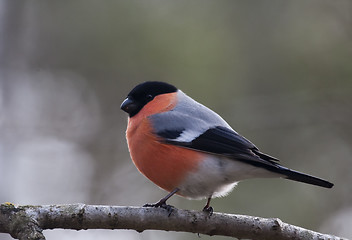 Image showing male bullfinch