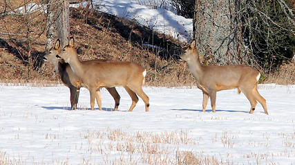 Image showing Three White Tailed Deers