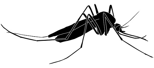 Image showing Mosquito