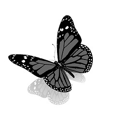 Image showing Butterfly