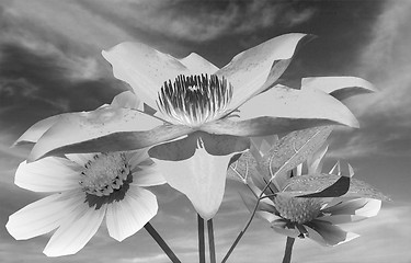 Image showing Beautiful Cosmos Flower