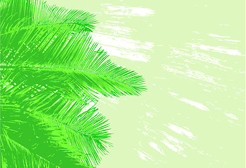 Image showing Palm fronds