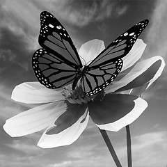 Image showing Beautiful Cosmos Flower and butterfly