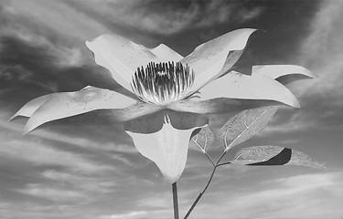 Image showing Beautiful Cosmos Flower