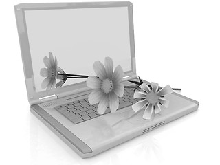 Image showing cosmos flower on laptop