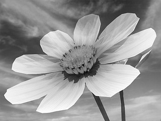 Image showing Beautiful Cosmos Flower Against the sky