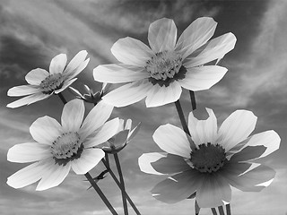 Image showing Beautiful Cosmos Flower