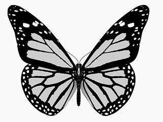 Image showing Butterfly