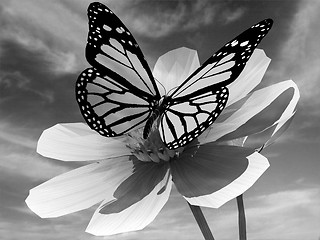 Image showing Beautiful Cosmos Flower and butterfly