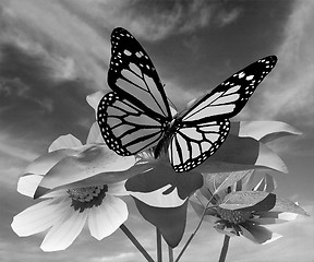 Image showing Beautiful Cosmos Flower and butterfly