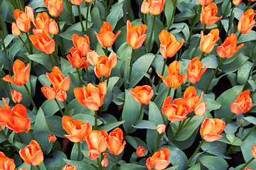 Image showing Red and white Tulips in Keukenhof Flower Garden,The Netherlands