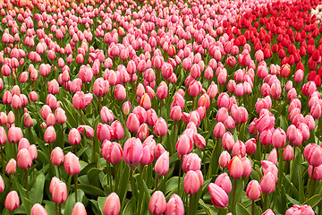 Image showing Red and pink Tulips in Keukenhof Flower Garden,The Netherlands