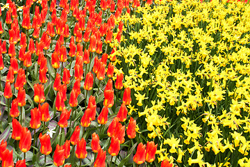 Image showing red Tulips and yellow narcissus  in Keukenhof Flower Garden,The Netherlands