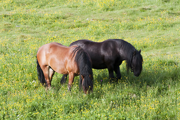 Image showing grazing horses