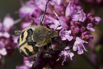 Image showing bee beetle