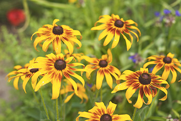 Image showing Calendula flowers