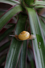 Image showing snail on the plant