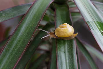 Image showing snail on the plant
