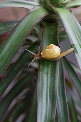 Image showing snail on the plant