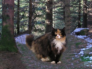 Image showing Norwegian Forest Cat_SUSSI