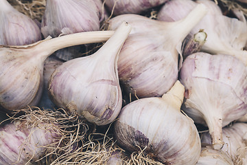 Image showing Heads of garlic