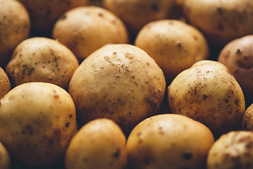 Image showing Fresh potato tubers