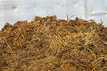 Image showing dung hill