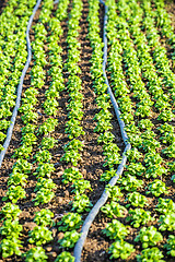 Image showing cultivation of field salad