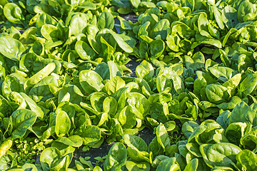 Image showing spinach field  