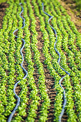 Image showing cultivation of field salad