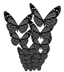 Image showing Butterflies