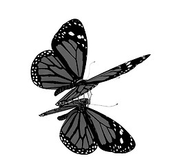 Image showing Butterfly