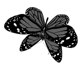 Image showing Butterfly