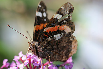 Image showing nice butterfly