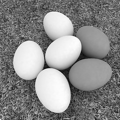 Image showing Eggs on the grass 