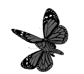 Image showing Butterfly