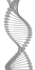 Image showing DNA structure model 