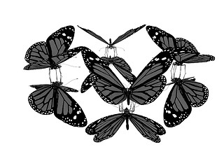 Image showing Butterflies