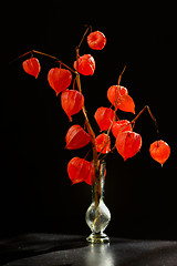 Image showing Physalis alkekengi in vase 