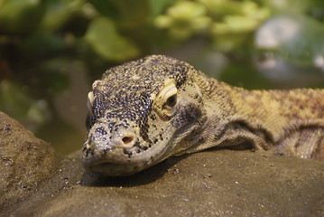 Image showing monitor lizard